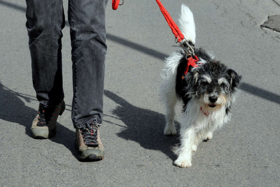 Vom Gewalt-Täter, der den Hund attackierte, fehlt bislang jede Spur. (Symbolbild)
