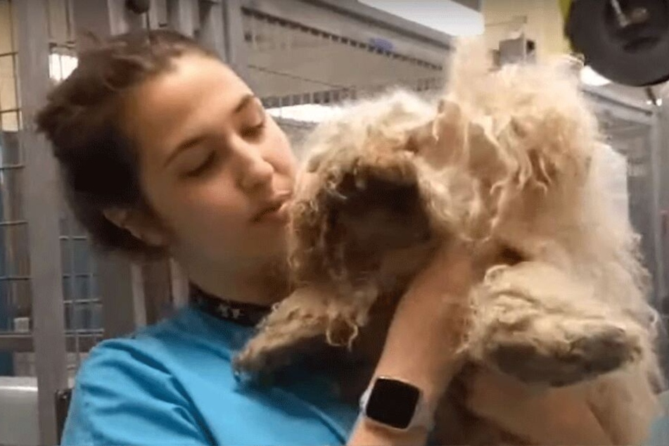 Die Tierschützer wussten zunächst nicht, wo vorne und wo hinten bei dem Hund war...