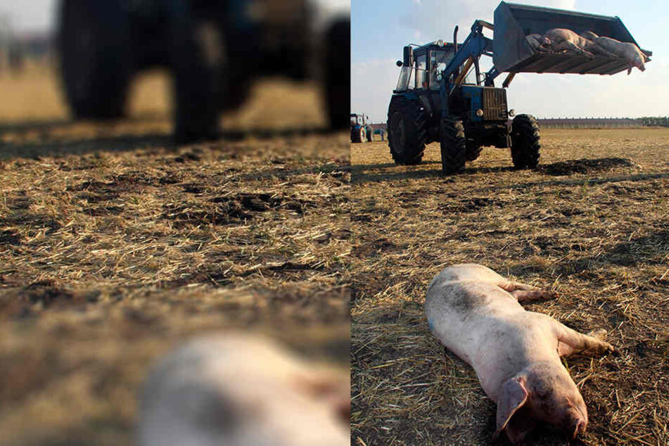 Die Afrikanische Schweinepest zerstörte ganze Betriebe in Osteuropa.
