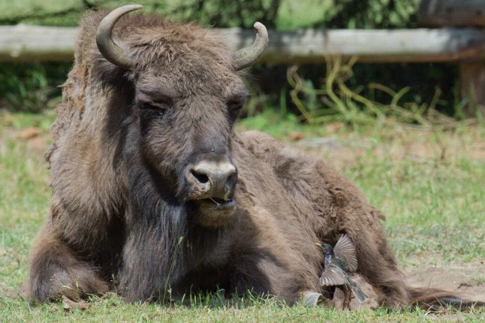 Der Wisent-Bulle verschluckt sich an seinem Futter. (Symbolbild)