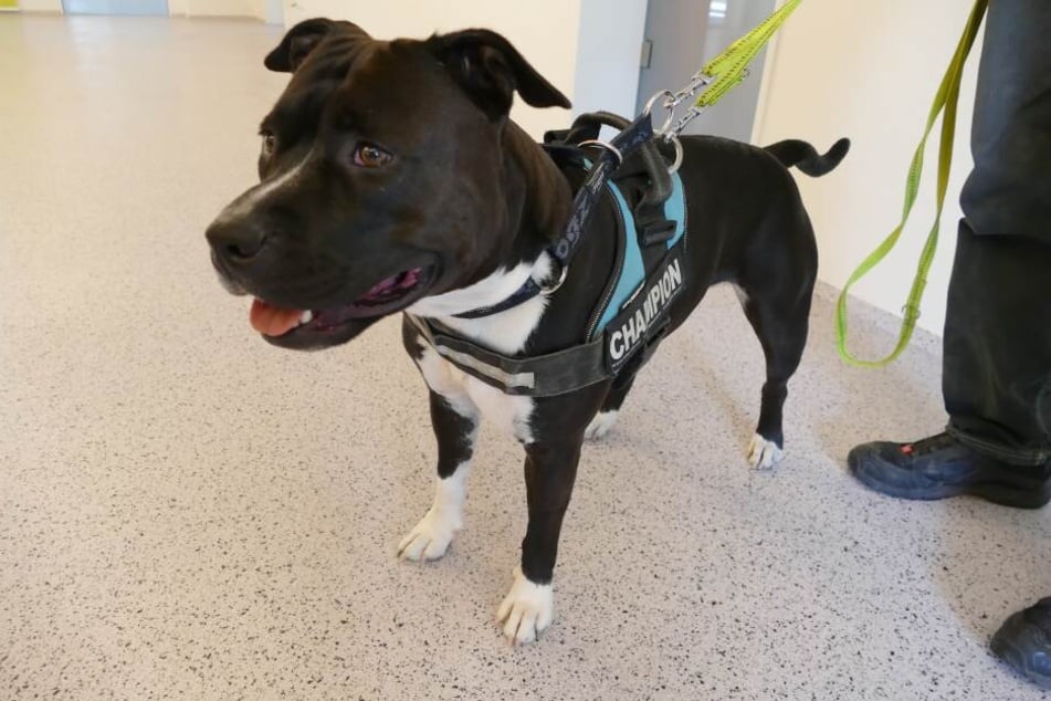 American Staffordshire Hündin Kira ist ein sogenannter Listenhund und darf in Bayern nicht gehalten werden.