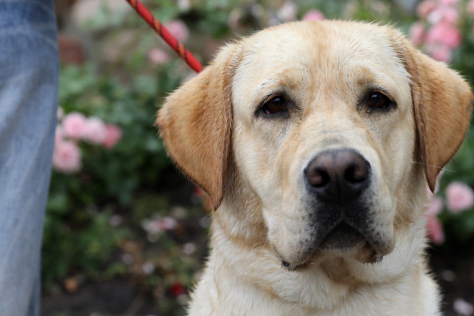 Labrador-Hündin Marla wurde selbst im Urlaub zur Heldin.