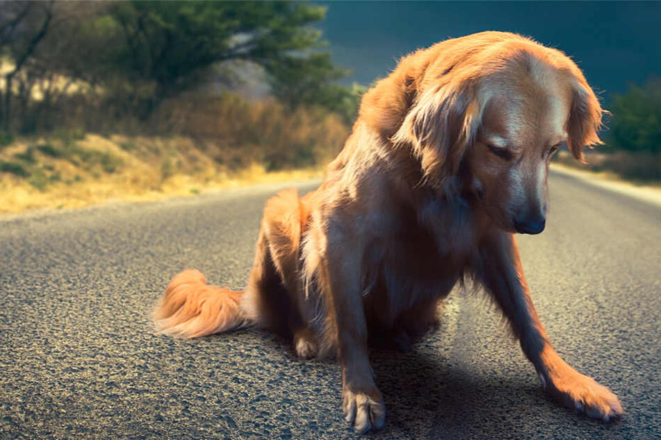 Für viele Menschen sind Hunde der "beste Freund", doch einige Wenige hassen die Tiere regelrecht.