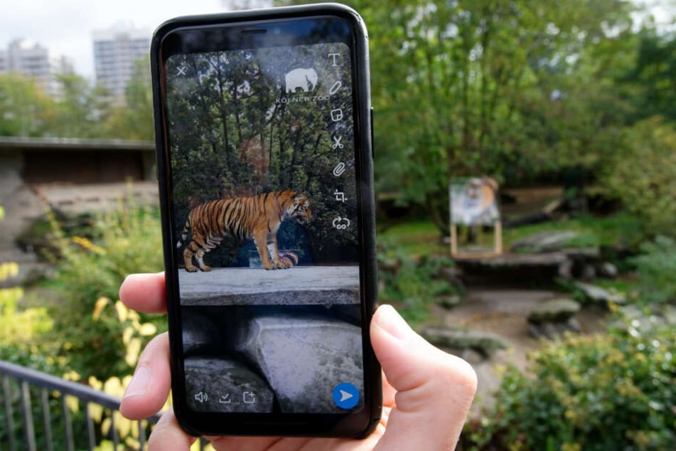 Ein digitaler Tiger wird auf dem Handy angezeigt.
