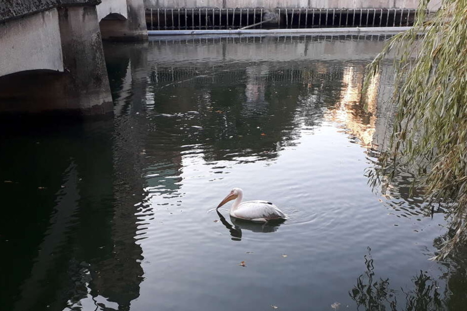 Das Rosapelikan-Männchen "Isarbelle" aus Österreich ist seit Herbst an der Isar zwischen München und Freising.