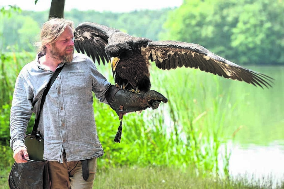 Hans-Peter Schaaf hält seinen Riesen-Seeadler auf dem Lederhandschuh. Ist Stella erwachsen, wird sie weiße Brustfedern und weiße "Hosen" anhaben.