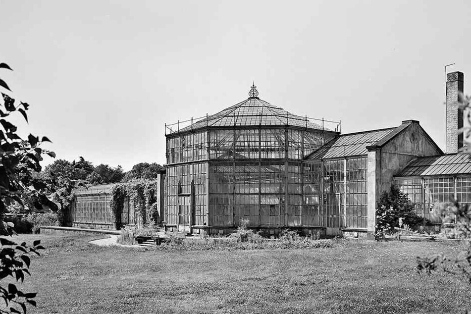 So übel sah das Schmuckstück mal aus: Das Palmenhaus während der Jahrzehnte des Verfalls.