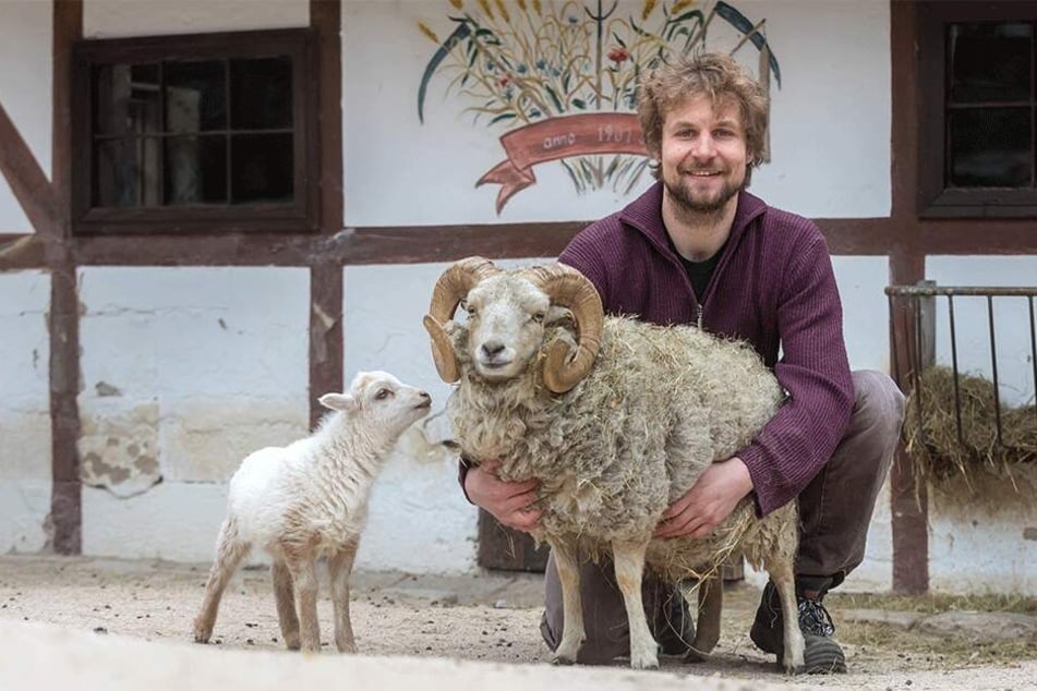 Er ist der neue Star im Zoo der Minis: Quessant-Schafbock Franz, hier mit Tierpfleger Peter Hömke (32), wird von den Jungtieren begrüßt.