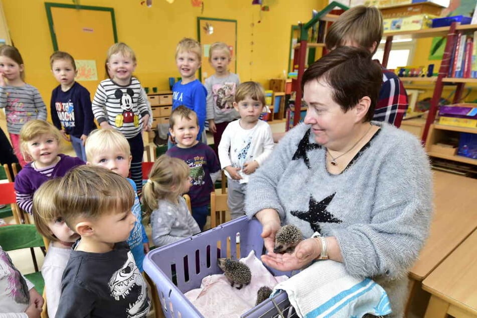 In der Kita "Spatzennest" erklärt Kathrin Effenberger den Jüngsten, wie sie Igel-Nachwuchs pflegt.