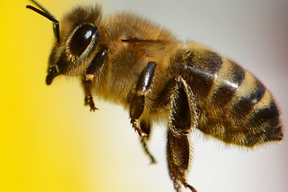 Vom Aussterben Bedroht Sind Die Bienen Noch Zu Retten Tag24
