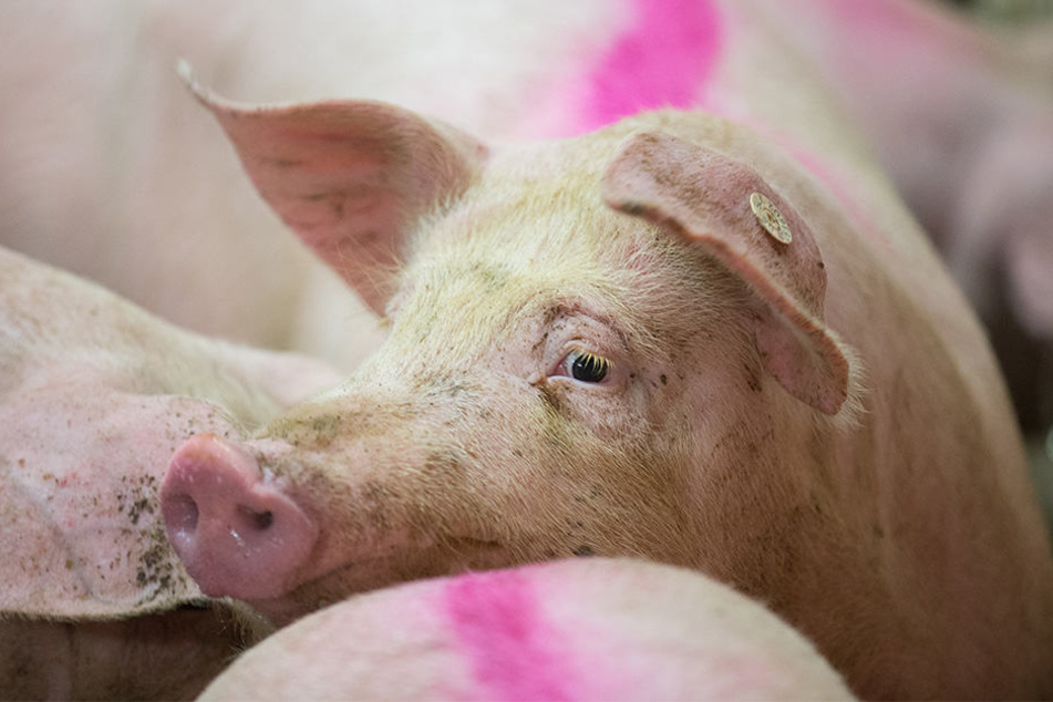 50 Schweine hatten keine Chance mehr. Sie starben, nachdem der Sattelzug umkippte. (Symbolbild)