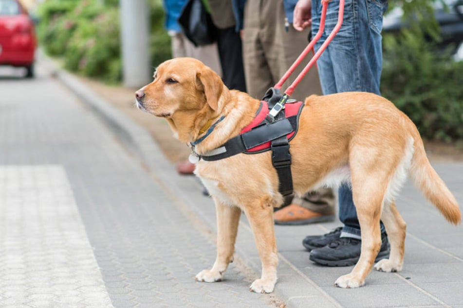 Der Fahrer hatte Angst, dass der Blindenhund seine Ledersitze beschädigt. (Symbolbild)