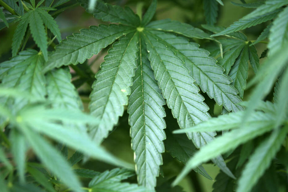 Zu medizinischen Zwecken ist Cannabis auch in Deutschland bereits freigegeben.