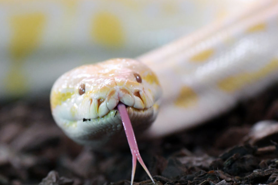 Diese Python war in Weimar ausgebüxt.