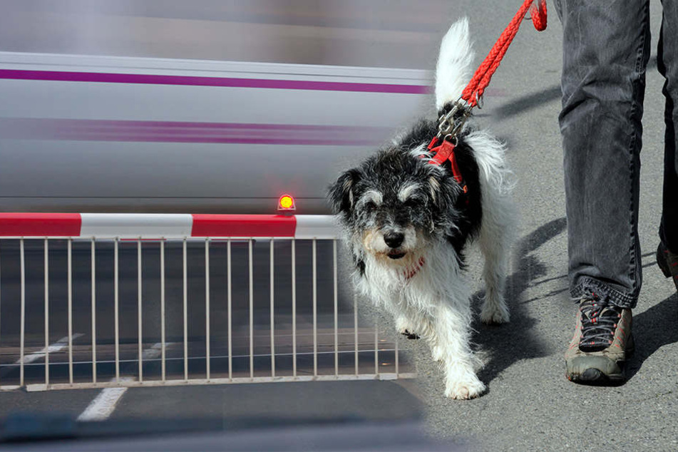 Trotz geschlossener Schranke führte der Mann seinen Hund Gassi auf den Schienen. (Symbolbild)