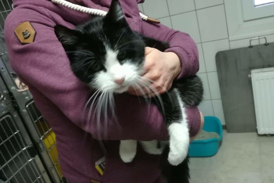 Das Tierheim Bergheim veröffentlichte die Bilder des ausgesetzten Kater auf Facebook.