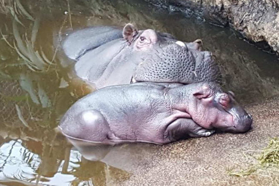 Flusspferd Ascita und ihr Baby, dass die Nacht leider nicht überlebt hat.