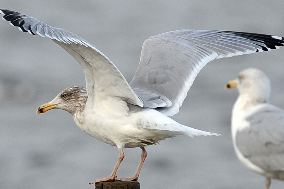 Besonders See- und Wasservögel sind betroffen.