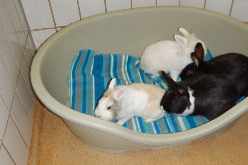 Die Kaninchen wurden anschließend in einer warmen Sammelbox ins Tierheim gebracht.