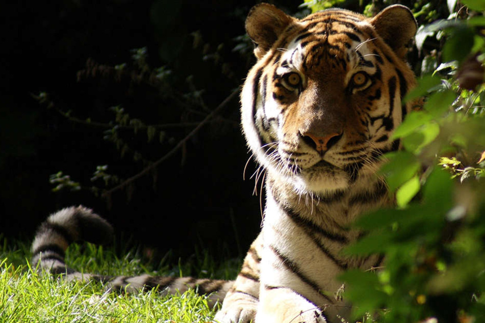 Tiger Jantar wurde 19 Jahre alt.