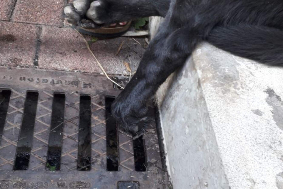 Der Labrador klemmte seine linke Pfote in einem Kanalgitter ein.