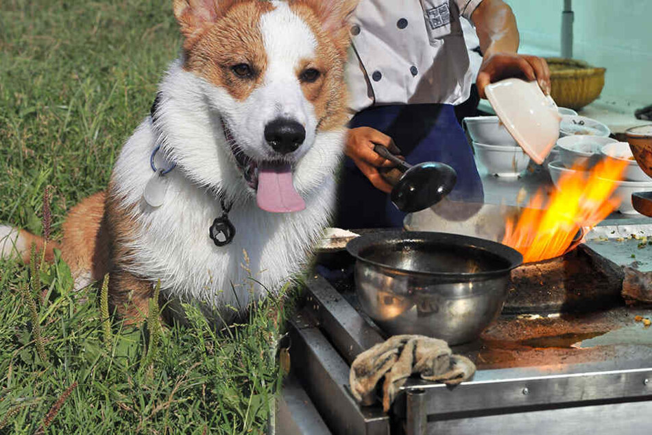 Erst wurde ein Welsh Corgi umgebracht, dann den Nachbarn serviert (Symbolbild)