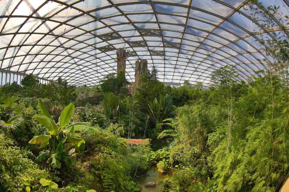 Das beeindruckende Gondwanaland - ein Regenwald-Nachbau - ist einer der großen Hingucker im Leipziger Zoo.