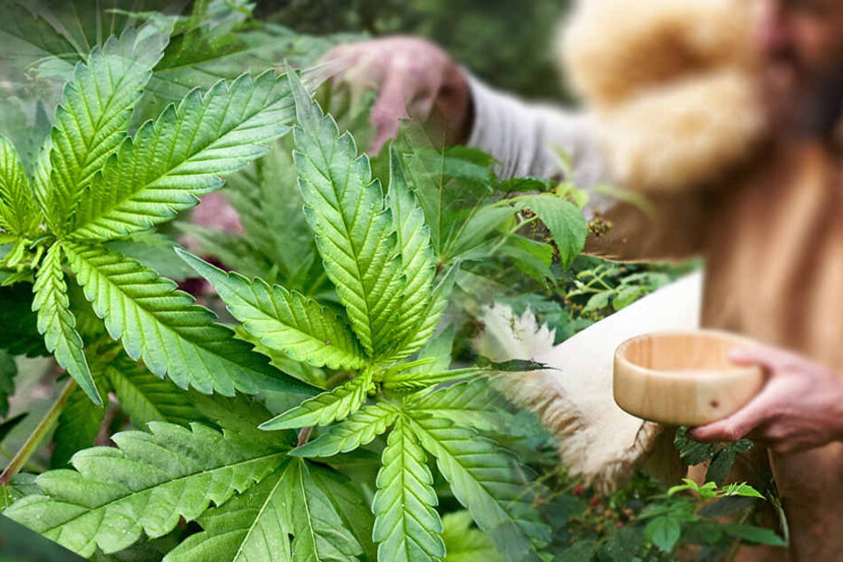 Da tapst der ältere Herr durchs Gestrüpp und findet Hanfplantage. (Bildmontage)