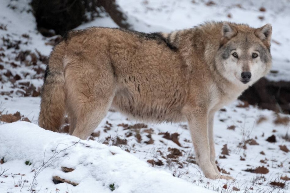 In NRW gibt es bereits zwei offizielle Wolfsgebiete.