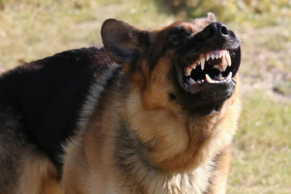 Der altdeutsche Schäferhund griff seine Halterin an. (Symbolbild)
