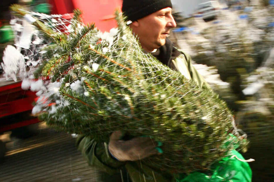 Wer eine Tanne zu Weihnachten aufstellen möchte, sollte schon mal Geld beiseite legen.