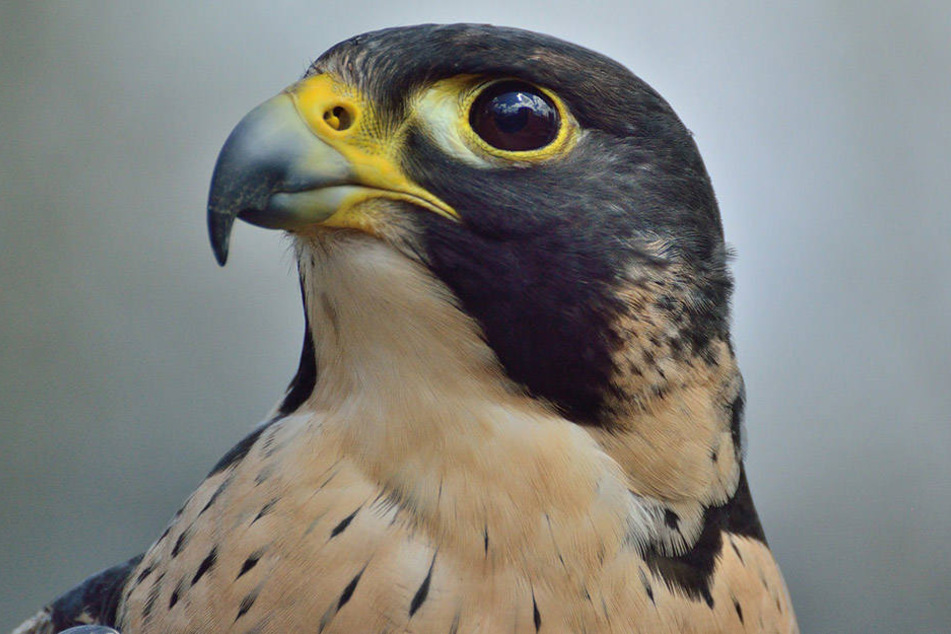 Mit Spitzengeschwindigkeiten bis zu 390 km/h ist der Wanderfalke das schnellste Tier der Erde.