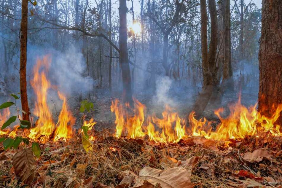 Noch immer herrscht im Leipziger Stadtgebiet Waldbrandgefahr. (Symbolbild)