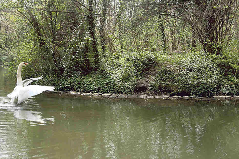 Auf der Insel im Carolasee hat das
verliebte Schwanenpaar zwei Eier ins Nest gelegt. Der Große Garten erwartet
Nachwuchs.