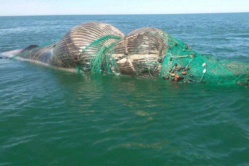 Hummerfischer Joe Howlett (59) befreite Wale aus Fischernetzen. Seine letzte Rettungsaktion kostete ihn das Leben.