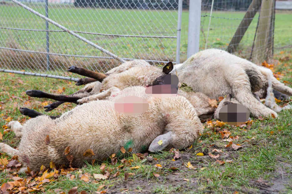 Gerissene Schafe bei Cunnewitz. Allerdings: Das Land
entschädigt betroffene Halter großzügig.