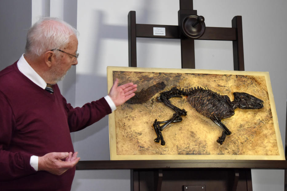Die Urpferdchen können im Hessischen Landesmuseum betrachtet werden.