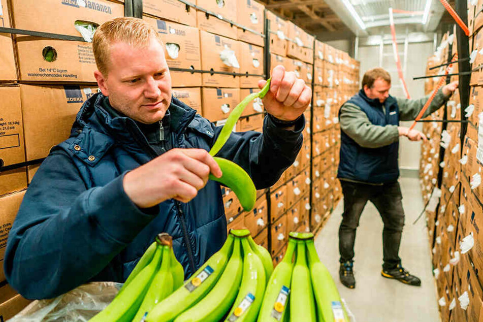 In Borna werden die
krummen Dinger
aus ihrem Schlaf
geweckt. Etwas
angegelbt gehen
sie dann in die Supermärkte.