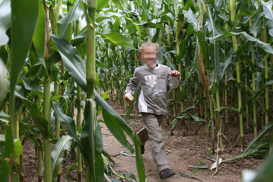 Ein Dreijähriger wurde jetzt von seinen Eltern in einem Maislabyrinth vergessen. (Symbolbild)