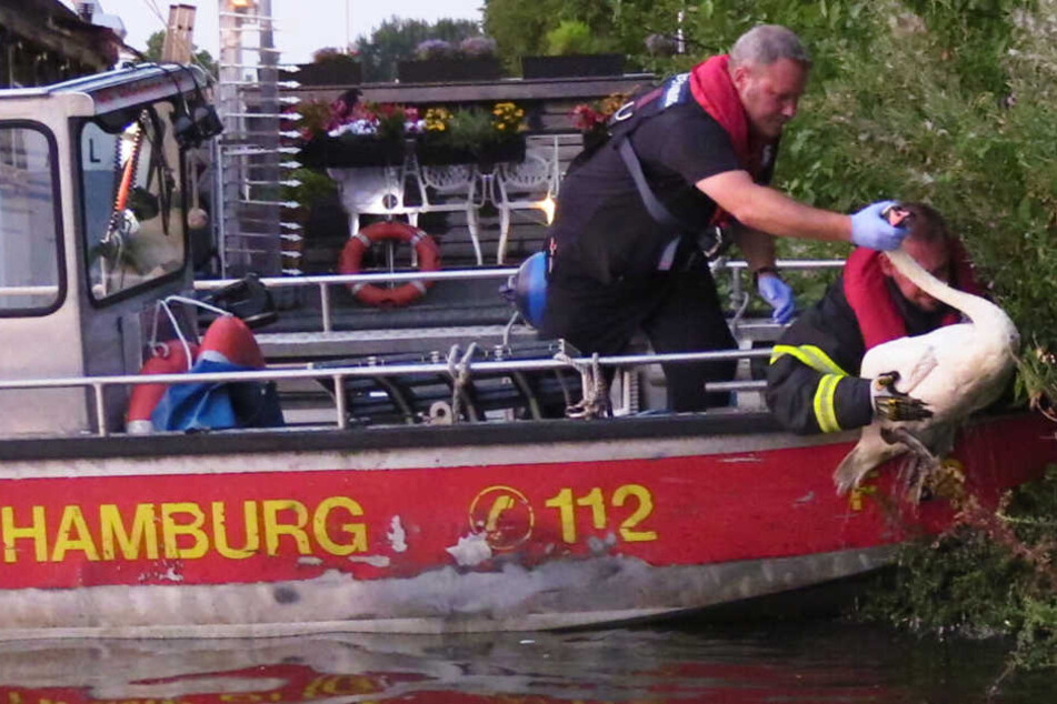 Die Feuerwehr rettet einen entkräfteten Schwan aus der Alster.