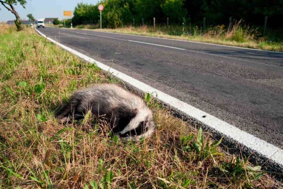 Bei Zwickau ist eine Renault-Fahrerin mit einem Dachs kollidiert. (Symbolbild)