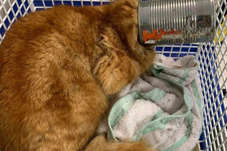 Beim Versuch die letzten Katzenfutter-Reste aus einer Dose zu klauben, blieb der Kopf des Katers stecken.