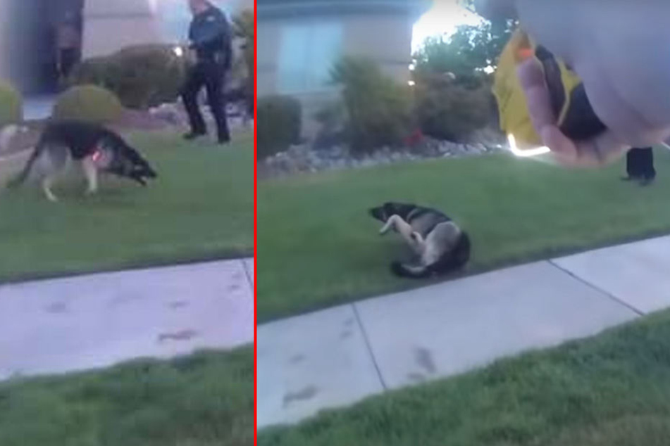 Der Polizist hat den Schäferhund getasert.