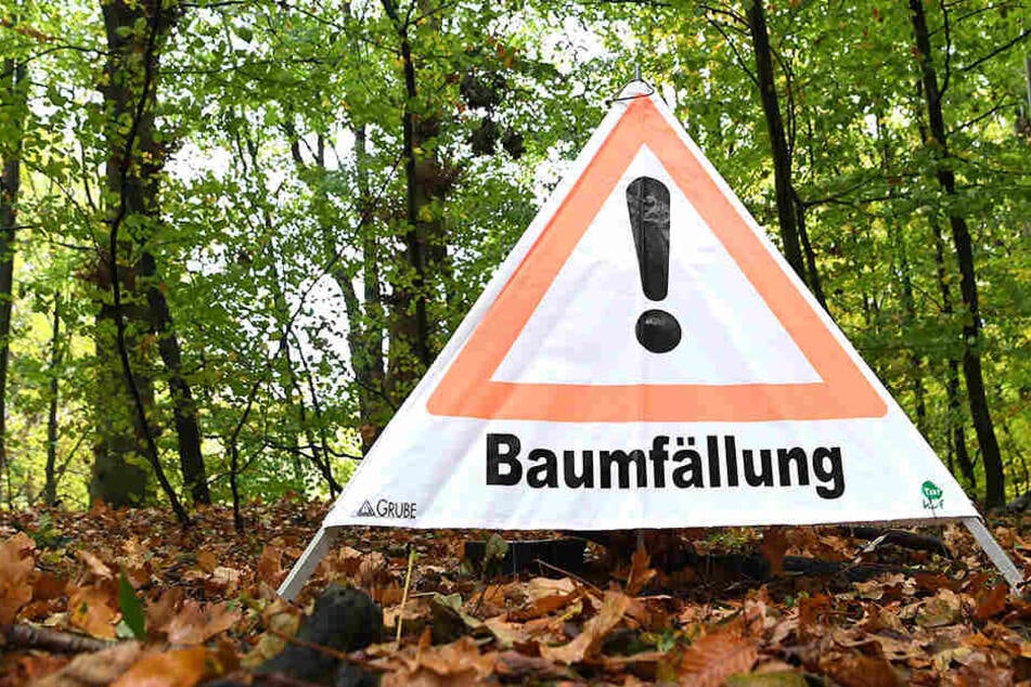 Bei einer Baumfällung in Lübeck wurde eine Radfahrerin von einem Baum getroffen und verletzt.
