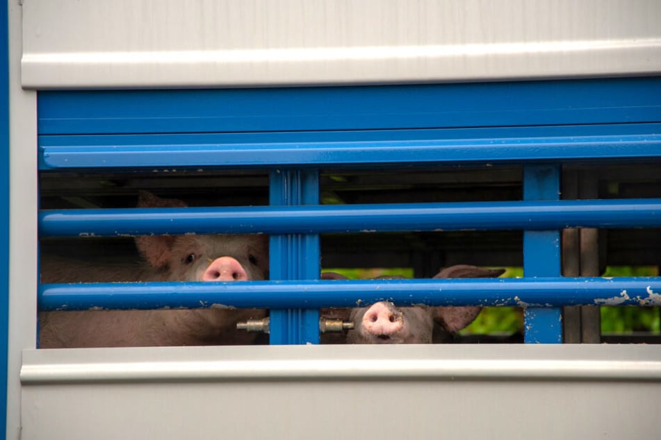 Verunsichert schauen die jungen Schweine nach dem Unfall aus dem verunglückten Laster.