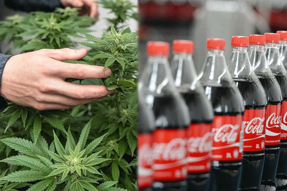 Kommt bald die Cannabis-Cola?