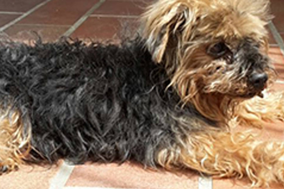 Diesen armen Hund rettete die Feuerwehr im April.
