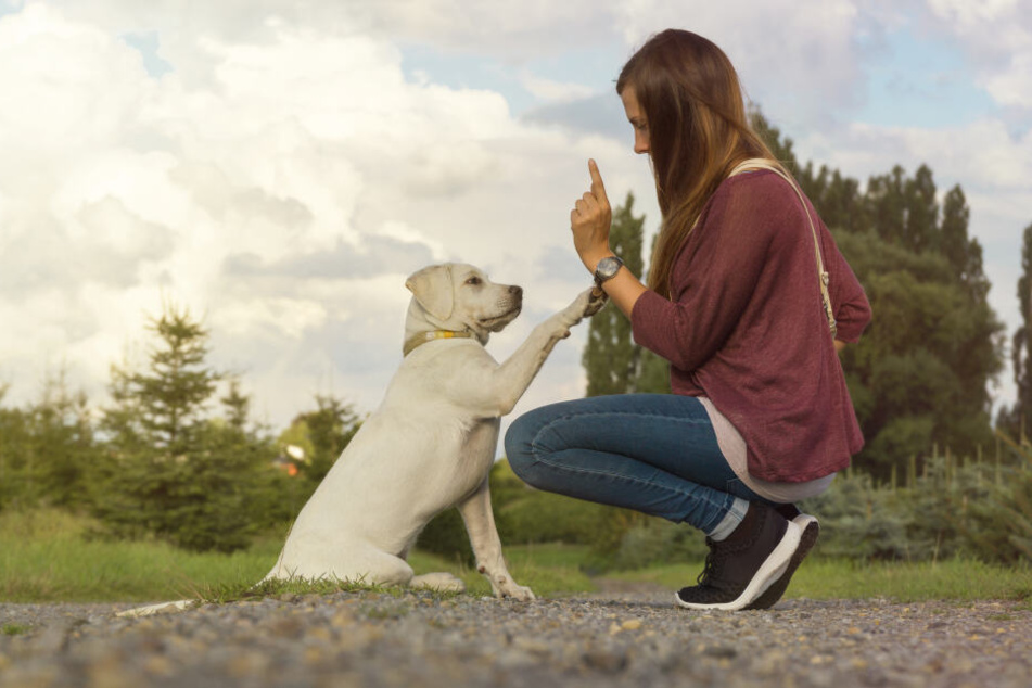 Die Körpersprache des Menschen beeinflusst den Hund enorm.