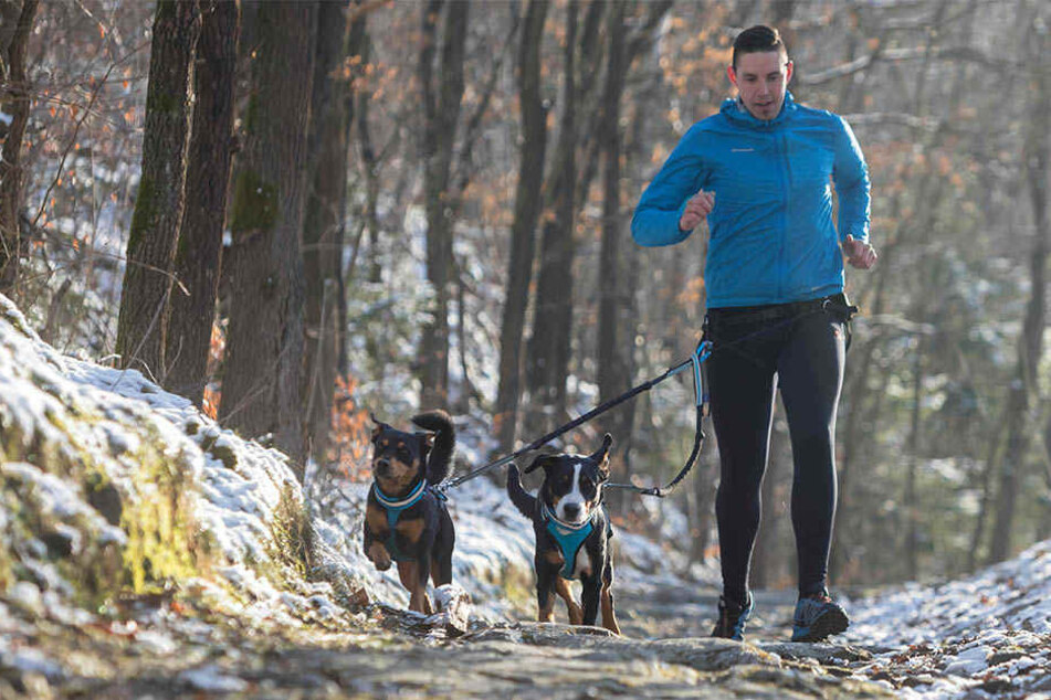 Im flotten Hundetempo auf der Augustusburger Berglauf-Strecke: Beim Canicross werden die Hunde am Hüftgurt des Läufers angeleint.