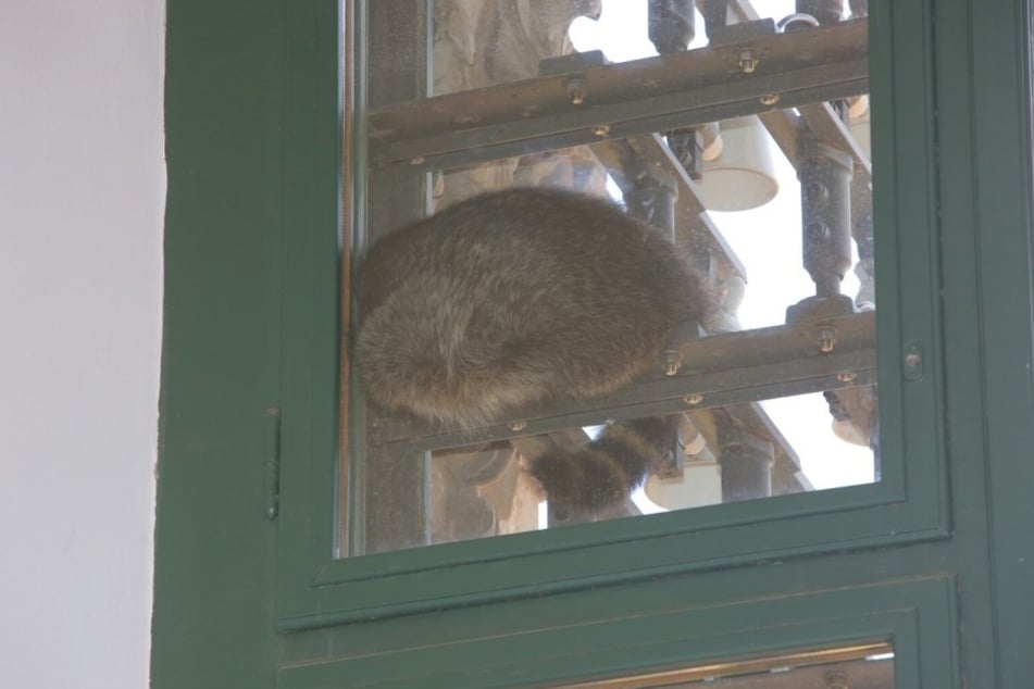 Im Fenster war der schlafende Waschbär zu sehen.